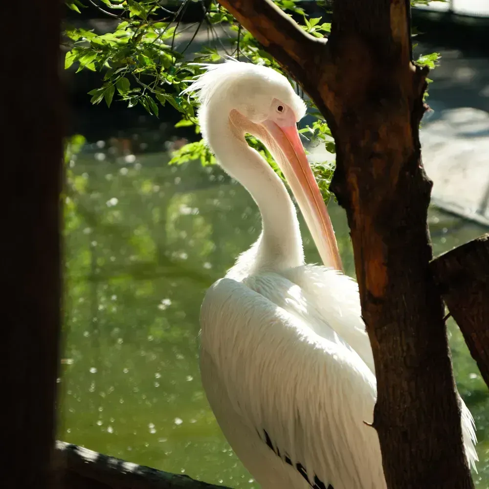 Розовый пеликан