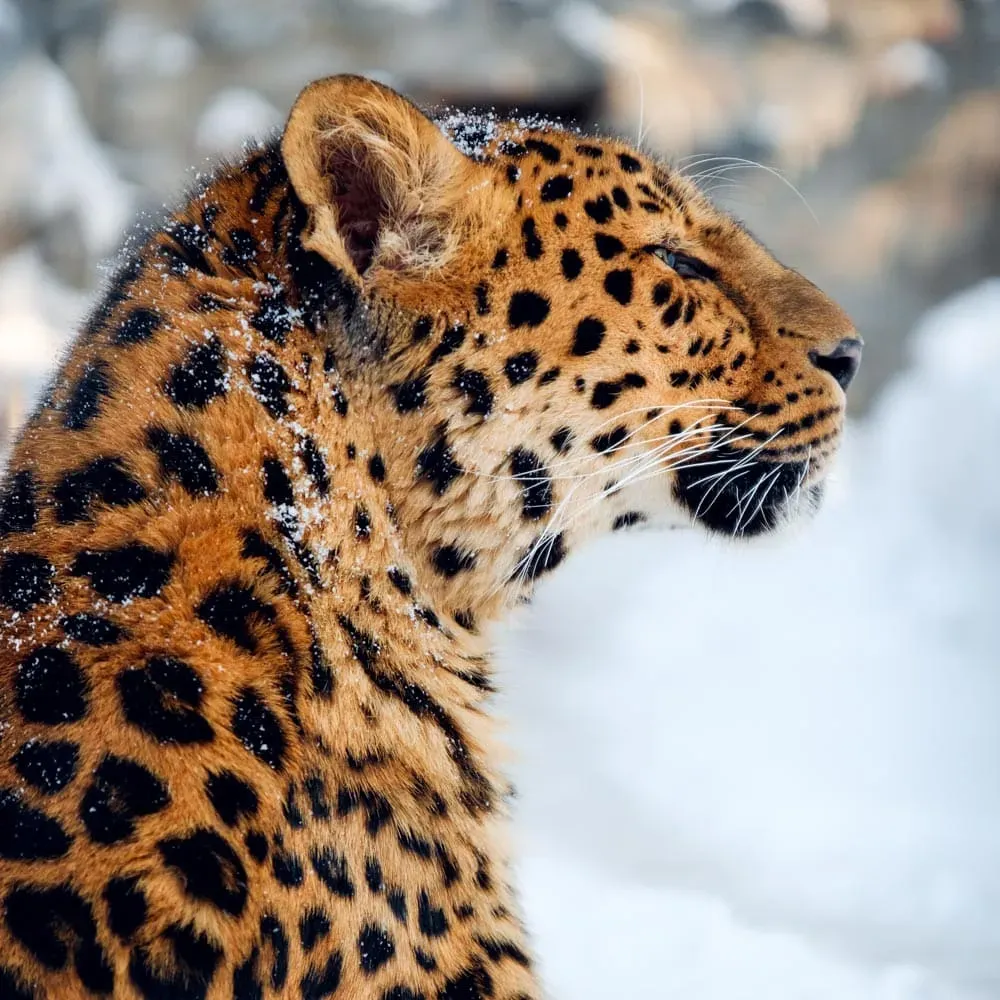 Дальневосточный леопард