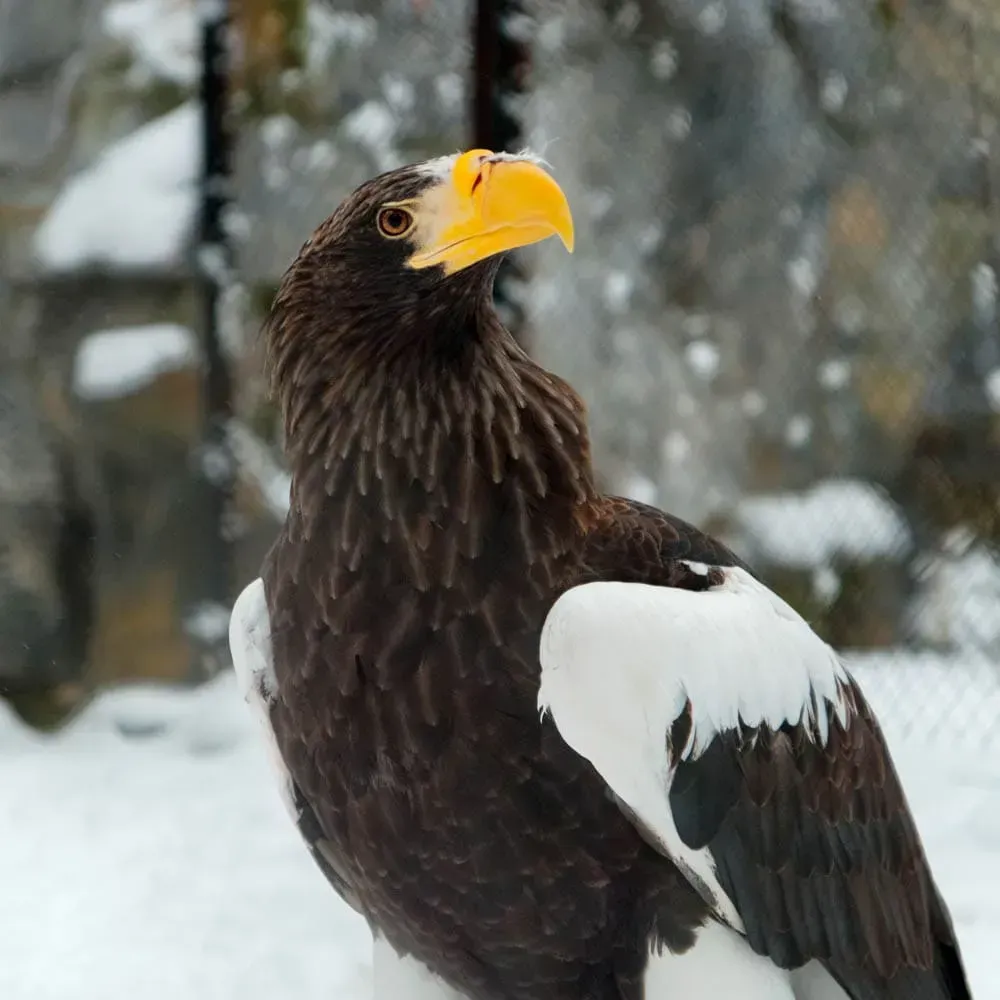 Белоплечий орлан