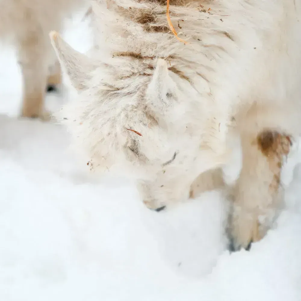 Снежная коза