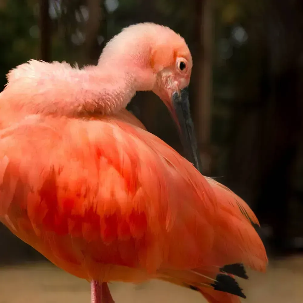 Красный ибис