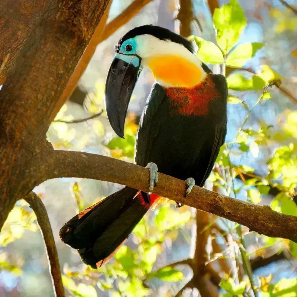 Тукан-ариель