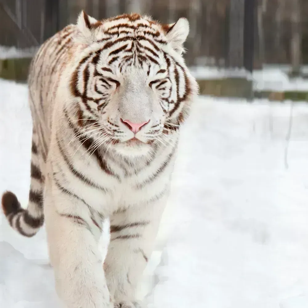 Бенгальский тигр