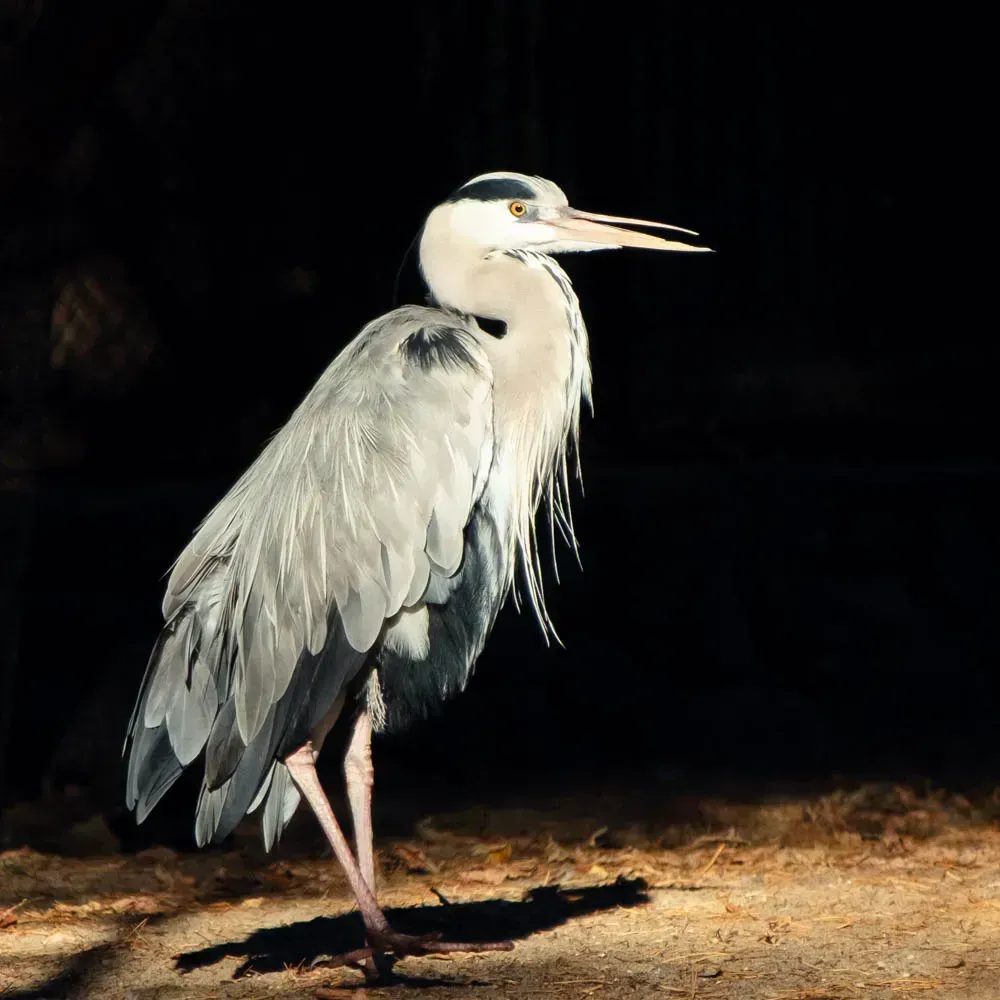 Серая цапля