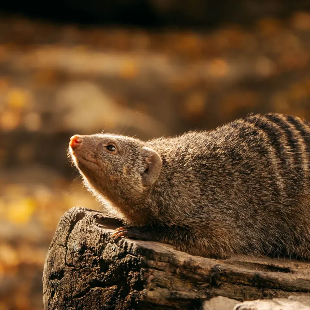 Полосатый мангуст