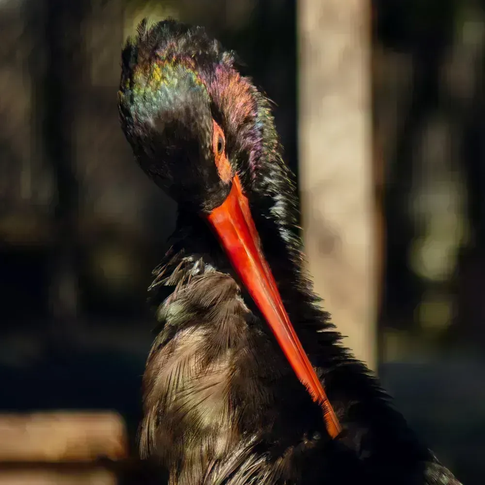 Чёрный аист