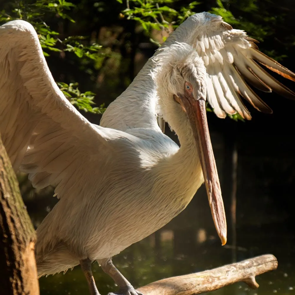 Кудрявый пеликан