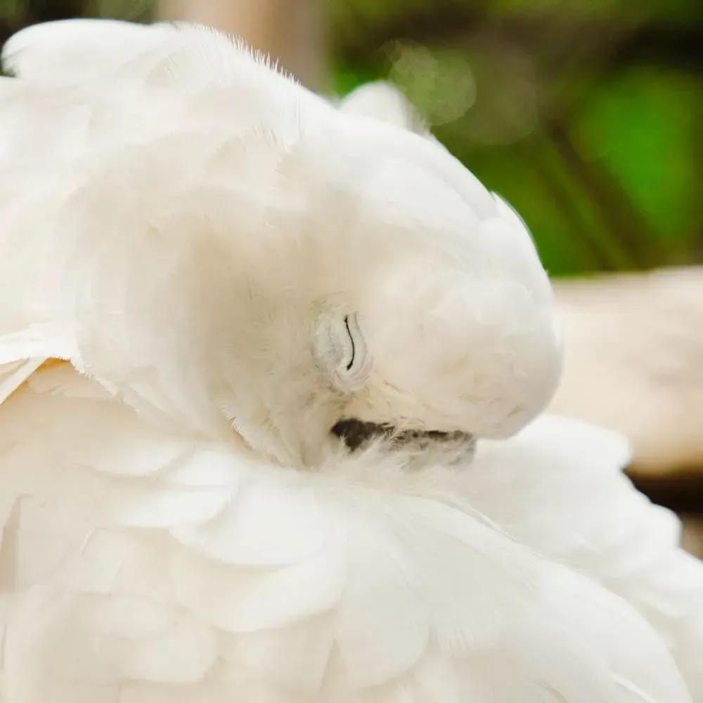 Белохохлый какаду