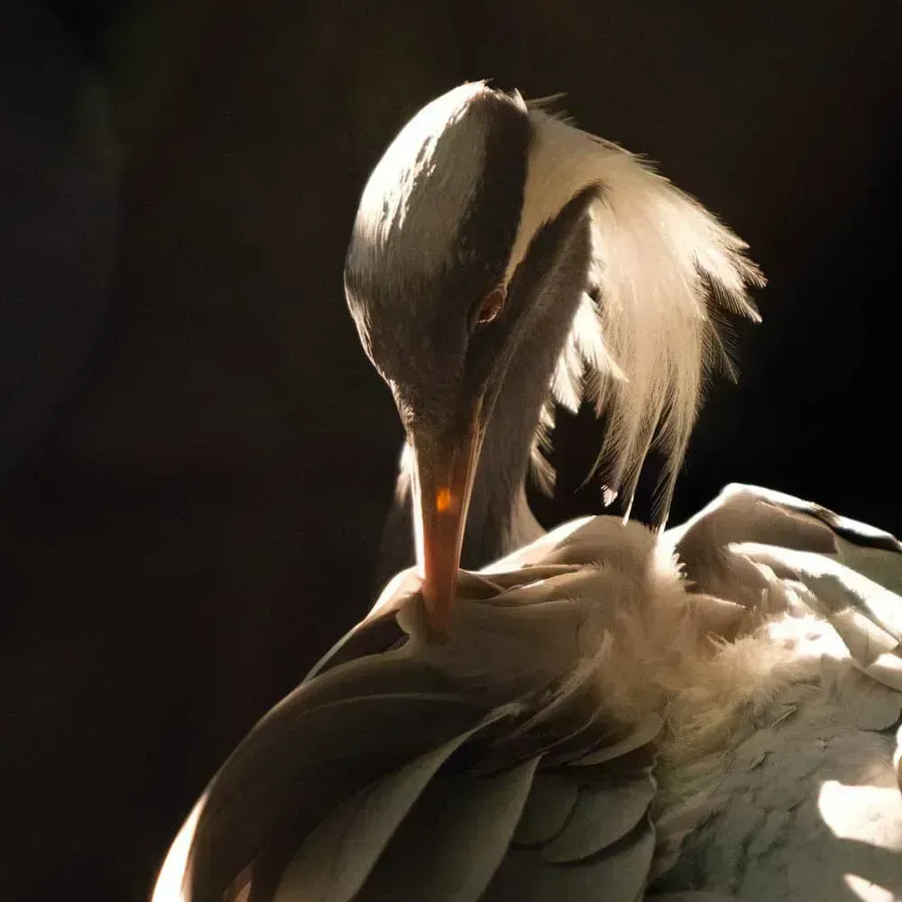 Журавль-красавка