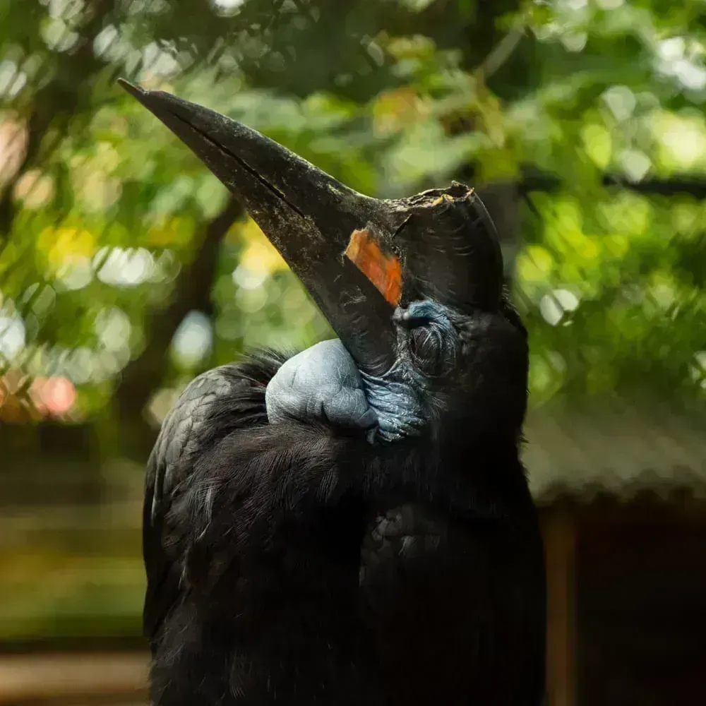 Рогатый ворон