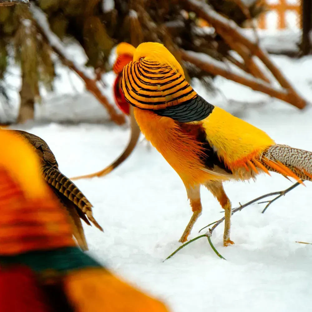 Золотой фазан