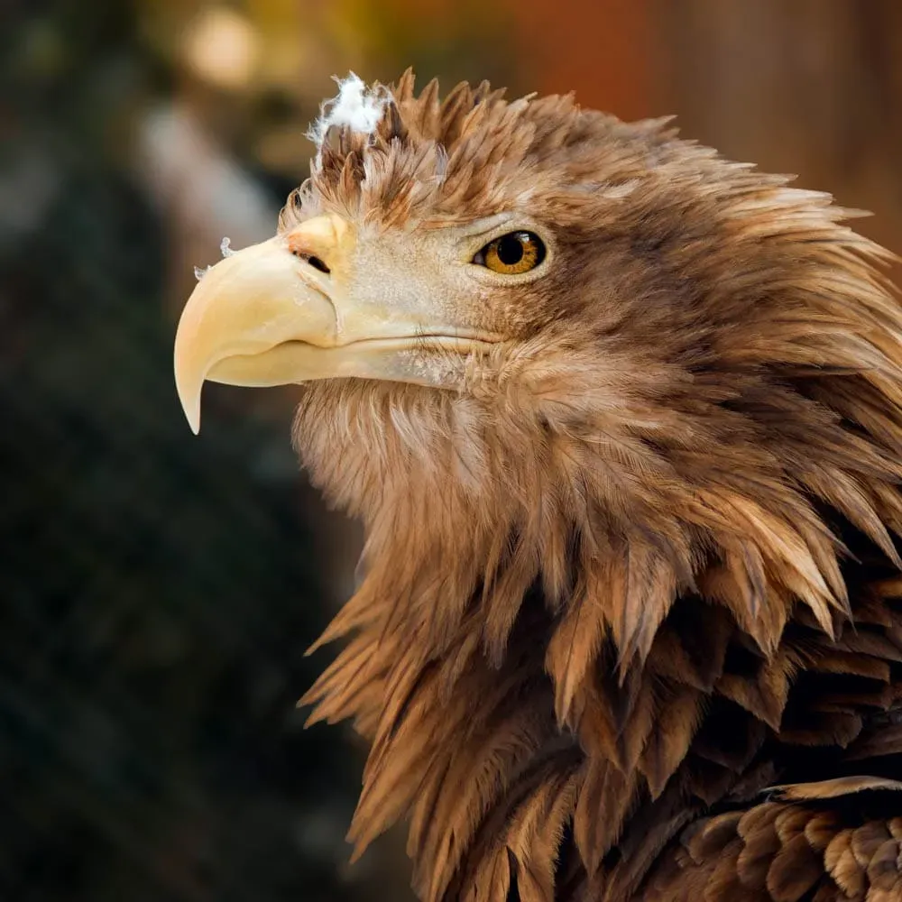 Орлан-белохвост