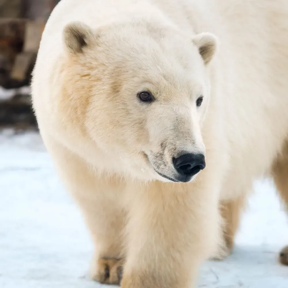 Белый медведь