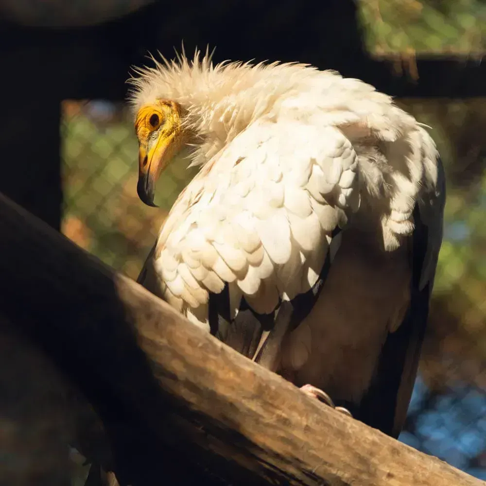 Стервятник